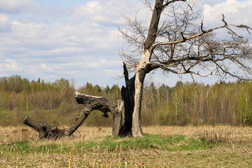 The big oak tree that was struck by lightning, the inner part	
