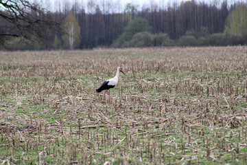 Obraz na płótnie Canvas A white stork in the middle of a tilled cornfield 