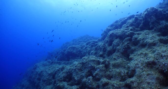 underwater scenery blue water damsel fish school ocean scenery mediterranean sea on the reef and rocks
