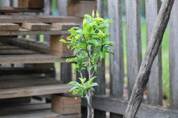 A young apple tree against the background of a stachet fence and stacked pallets	
