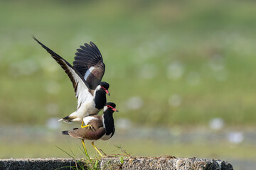 Red Wattled Lapwing Birds Mating