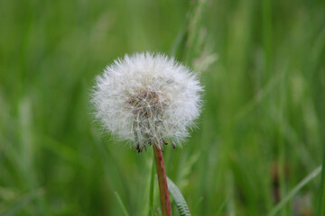 A large blooming dandelion in close-up	
