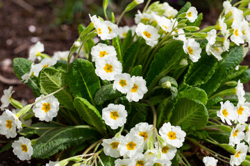 Primula, or primrose Bloom in early spring. Primrose Primula Vulgaris.