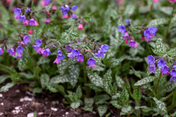 Obraz premium Blossom of bright Pulmonaria in spring. Lungwort. Flowers of different shades of violet in one inflorescence.