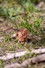 Morel in the forest, on a sunny day close-up
