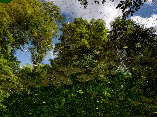 Fototapeta premium Tümpel im Wald