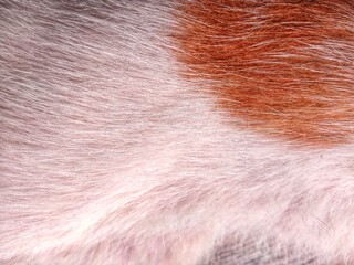 close up of a fur