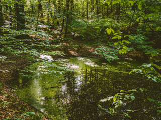 Tümpel im Wald