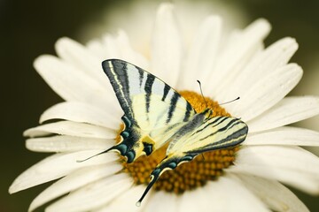 Beautiful nature of colored butterfly on fresh flower.