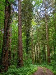 Fototapeta na wymiar Mammutbäume im deutschen Wald