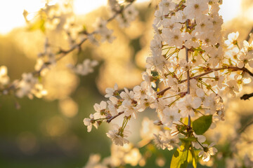 blurry background out of focus sun rays at sunset and cherry blossoms , space for text