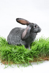 Cute gray rabbit on green grass on a white background, side view. Symbol of the year