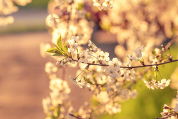blurry background out of focus sun rays at sunset and cherry blossoms , space for text