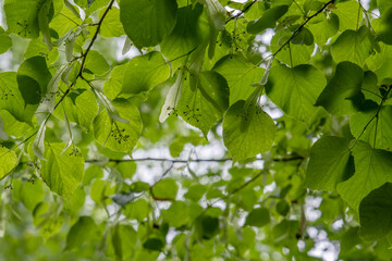 Fototapeta na wymiar Small-leaved linden green springtime foliage and immature drupes