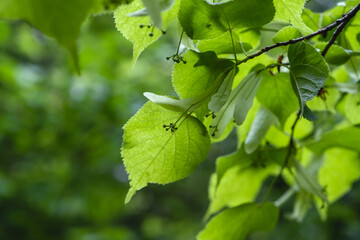 Small-leaved linden green springtime foliage and immature drupes