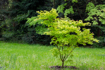 Japanese maple flowers. After the flowers bloom in spring, they attach propeller-shaped samara, and...