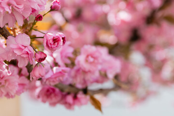 close up view of pink flowers of aromatic cherry tree in park.