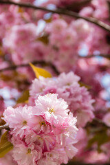 macro photo of blooming pink flowers of cherry tree.