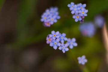 blurry background out of focus blue little flowers forget-me-nots