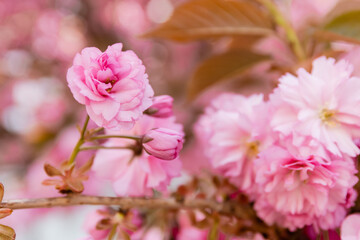 macro photo of blossoming pink flowers of aromatic cherry tree in park.