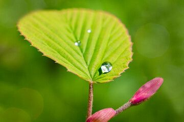 beautiful delicate clover leaf with a beautiful texture and dew drops after rain