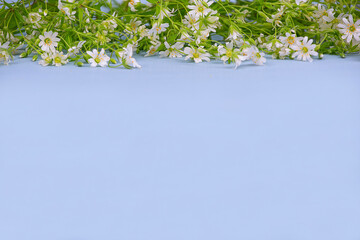 Small white wildflowers on a blue background, copy space