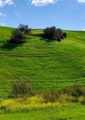 Meadows in springtime