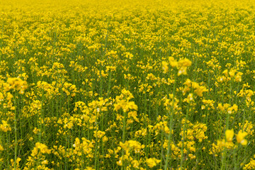 Detail of flowering rapeseed field. Rapeseed field. Agriculture, biotechnology, fuel, food industry, alternative energy, environmental conservation.