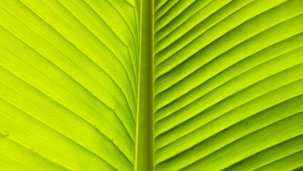 green banana leaf texture background 