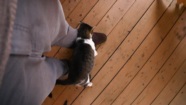 Cute four-legged pet rubs at the feet of the owner and wants caresses and to be stroked. Top view of cat, human feet and wooden floor. Caring for animals. Fluffy pet that says meow.