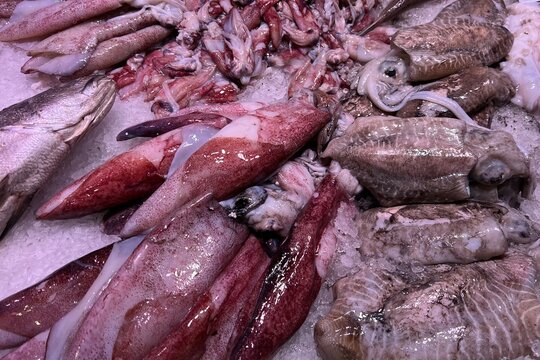 fresh squid in the market
