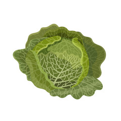 Savoy cabbage head, flat style vector illustration isolated on white background