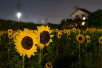 field of sunflowers