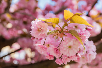 macro photo of blossoming pink flowers of aromatic cherry tree.