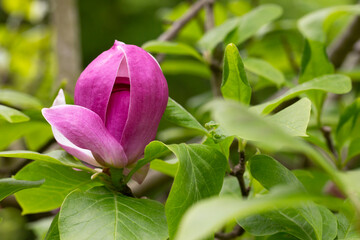 bud of pink Magnolia Soulangeana on a branch with leaves on a blurred green background, selective focus
