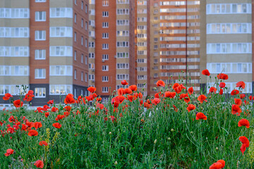 bright red poppies grow against the backdrop of a new apartment building. The concept is an ecologically clean area, natural beauty in the urban landscape.