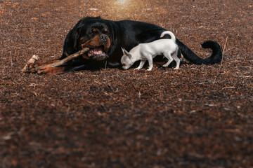 Rottweiler and chihuahua playing with a stick.