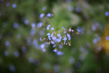 Brunnera flower