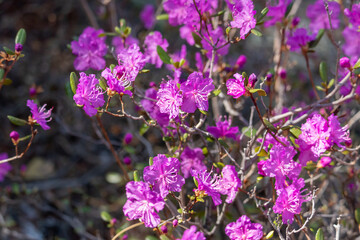Abundant flowering of pink purple delicate flowers of the bush Rhododendron ledebourii