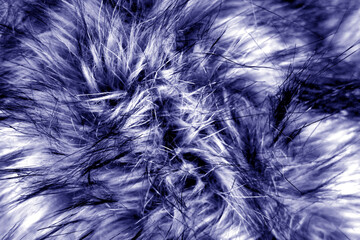 Animal fur close up in blue tone.