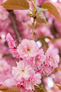 close up view of pink flowers on branches of sakura cherry tree.