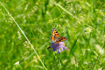 Small tortoiseshell butterfly (Aglais urticae) sitting on a purple flower in Zurich, Switzerland