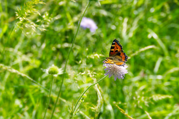Small tortoiseshell butterfly (Aglais urticae) sitting on a purple flower in Zurich, Switzerland