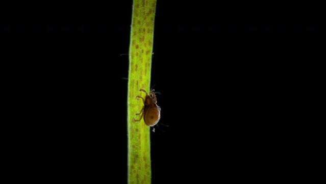 Acari Hydrozetes under a microscope, family Hydrozetidae, order Oribatida. Lives in water, feeds on algae and dying macrophytes.