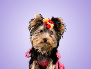 Little cute dog sitting among purple background.  Place for text