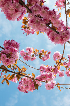 bottom view of blooming and pink cherry tree against blue sky.