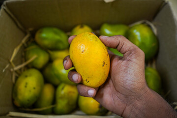 Fresh mangoes packed in box