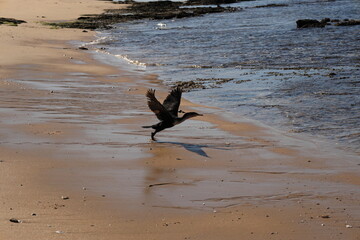 Fototapeta na wymiar A photo of a seabird taking off from the sandy beach at Witsand, South Africa.