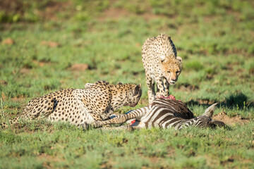 Cheetah's with Zebra Kill