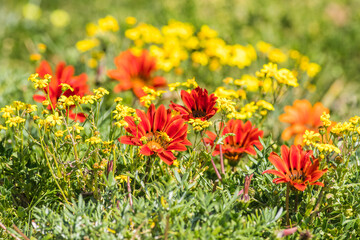 red and yellow flowers